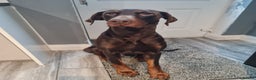 Dobermann dogs for sale: Chocolate doberman dexter - Advert 6