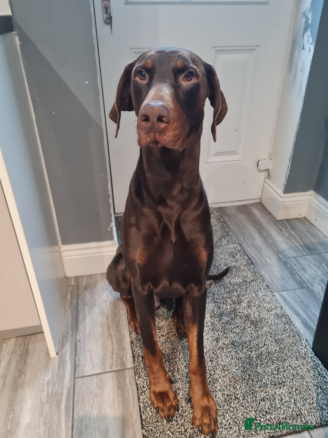 Dobermann dogs for sale: Chocolate doberman dexter - Advert 6