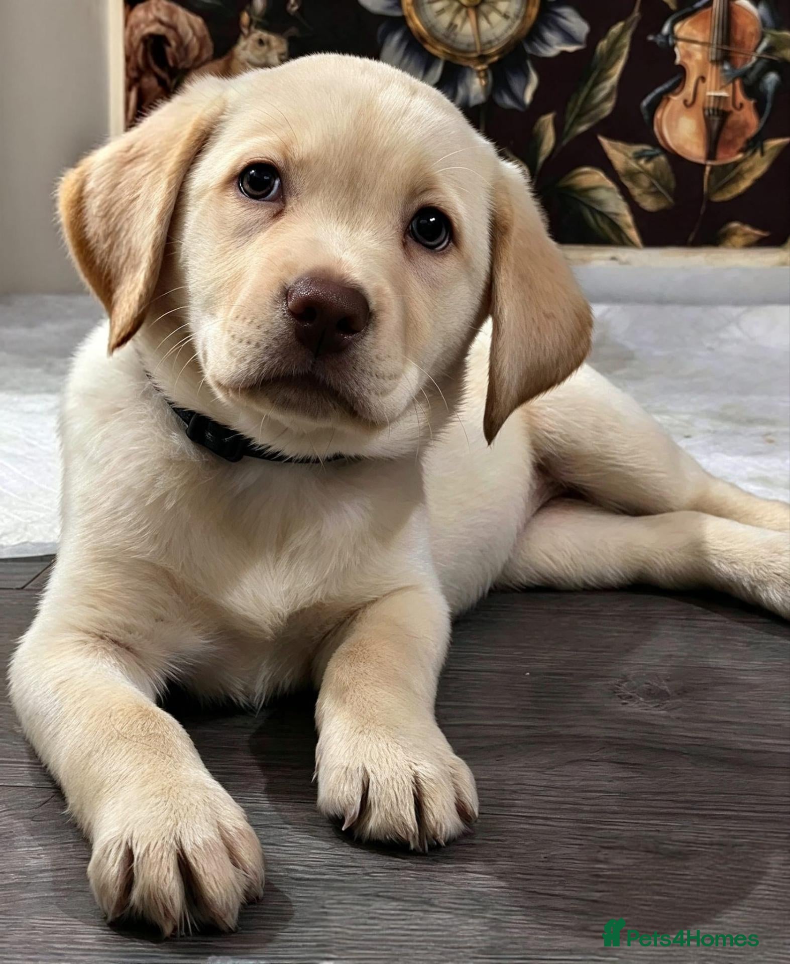 Labrador Retriever dogs for sale: Only 2 stunning female labrador puppies left now - Advert 18