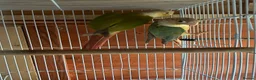 Conures birds for sale: Conures young pair  - Advert 4