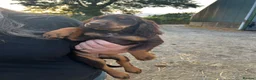 Sprocker dogs for sale: 5 beautiful sprocker puppies ready to collect  in South Molton - Advert 27