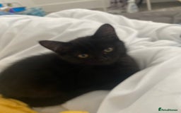 Himalayan cats for sale: Gorgeous Last kitten Girl 🩷 found home ‼️‼️ - Image 14