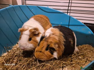 Guinea Pig rodents 2 female guinea pigs - Advert 7