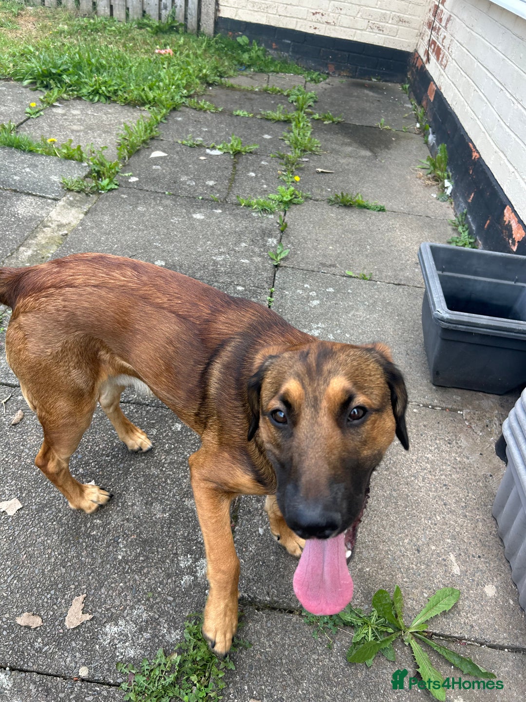 Belgian Shepherd Dog dogs for sale: Belgian shepherd dog 8 months old - Image 2