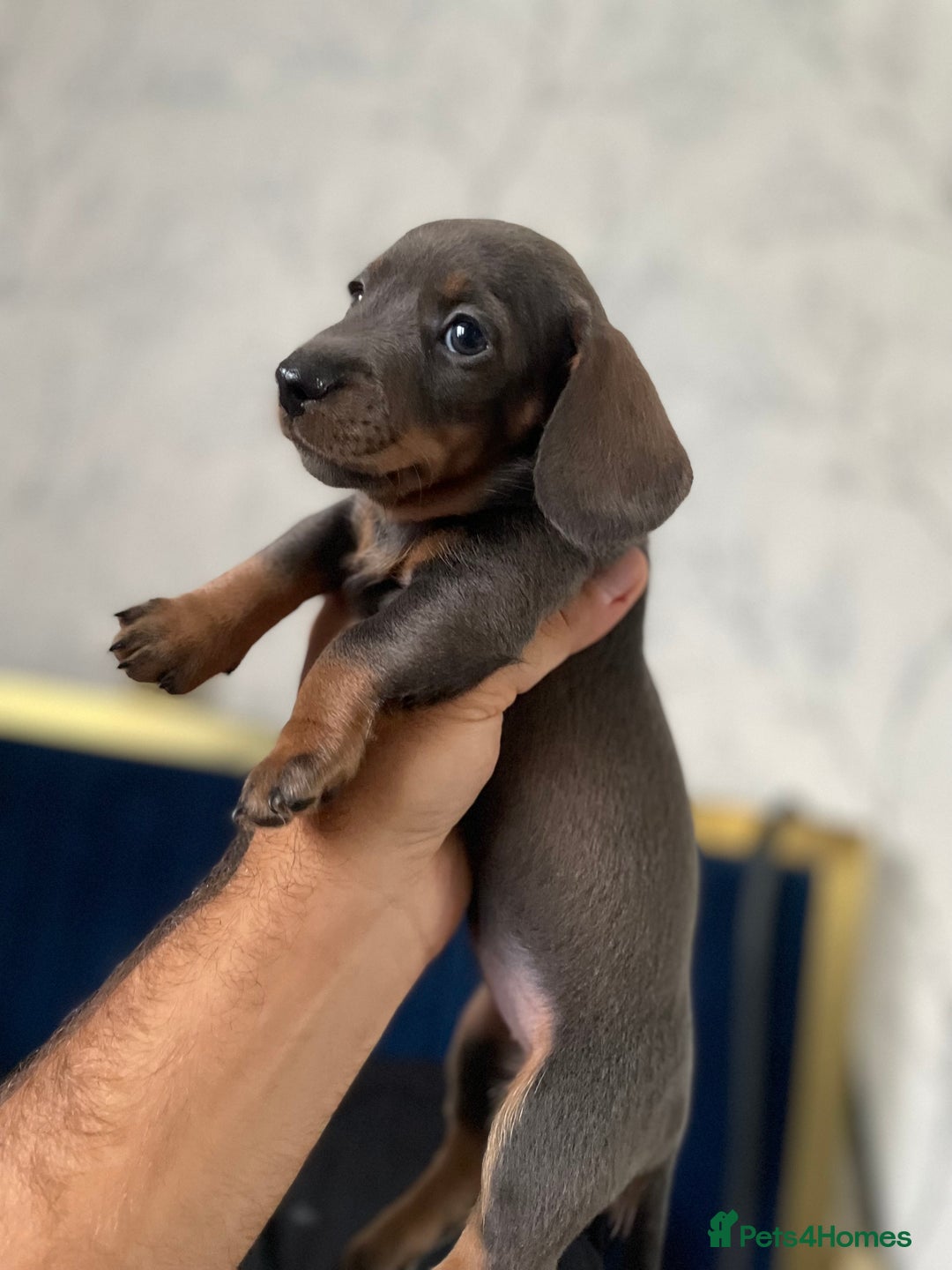 Miniature Dachshund dogs for sale: 🧬 🐶 Beautiful miniature dachshunds 🐶 🧬  - Image 12