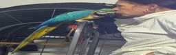 Macaws birds for sale: Blue and gold macaw 5 years old  - Advert 11