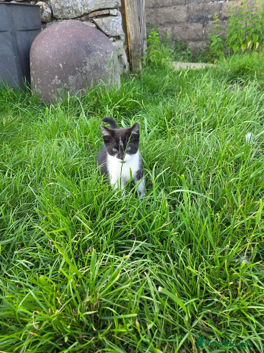 Mixed Breed cats for sale: Beautiful kittens for sale - Advert 2