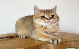 British Shorthair cats for sale: Golden Tipped BSH - last MalaMor Kittens  - Image 10