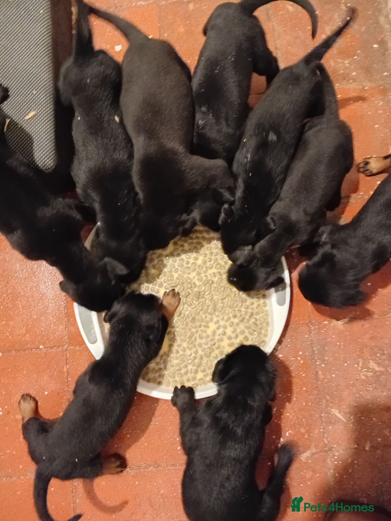 Mixed Breed dogs A very rare opportunity... - Advert 2