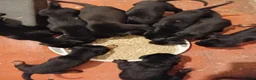 Mixed Breed dogs for sale: A very rare opportunity... - Advert 8