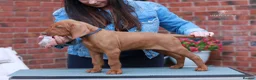 Hungarian Vizsla dogs for sale: High Quality Hungarian Vizsla Puppies - 2 boys - Advert 5