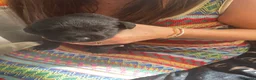 Mixed Breed dogs for sale: Rottweiler/ Retriver mix  - Advert 9