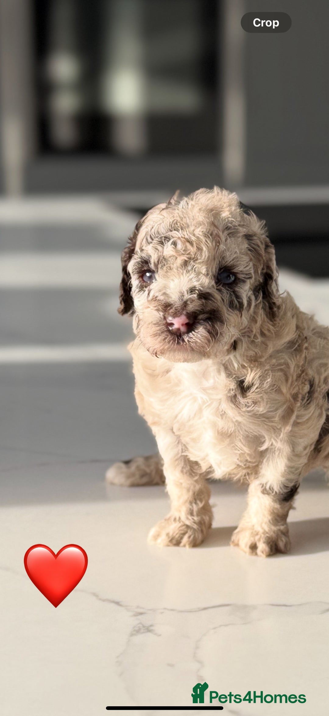 Cockapoo dogs for sale: Gorgeous Chocolate Cockapoo litter  - Advert 14