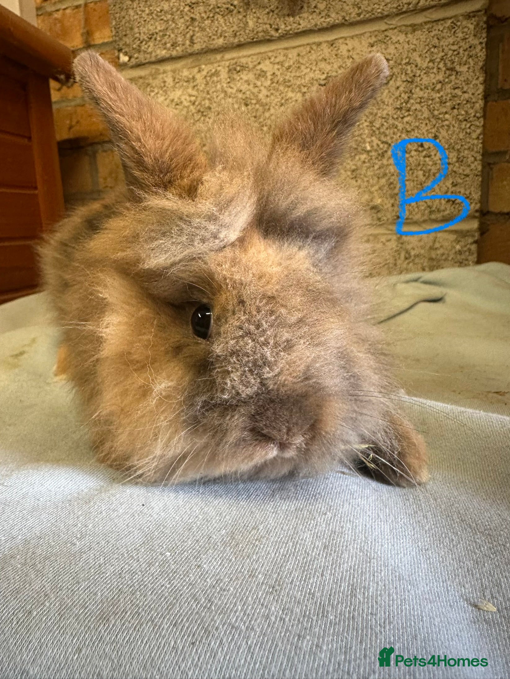 Lionhead rabbits Lionhead Rabbits For Sale  - Advert 11