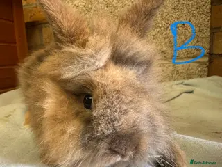 Lionhead rabbits Lionhead Rabbits For Sale - Advert 11