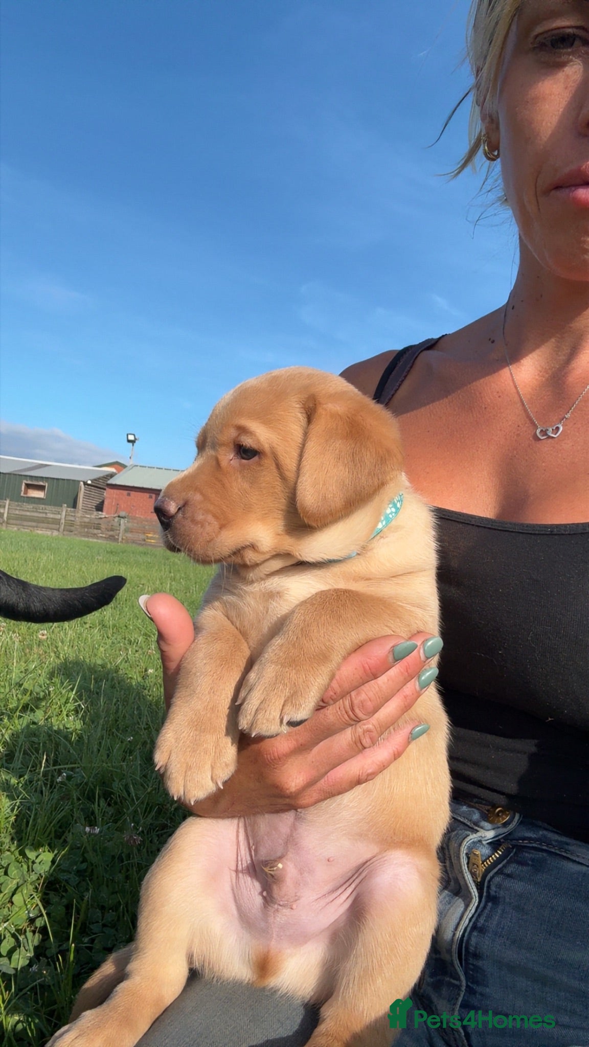 Labrador Retriever dogs 🐾1 Stunning Labrador Puppy left 👀 🏡 🐾 - Advert 2