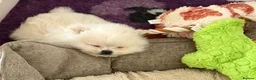 Pomeranian dogs for sale: Teddy Bear Pomeranians  - Advert 13