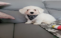 Bichon Frise dogs for sale: Last boy bichon frise pup 🩵 11 weeks old  - Image 2