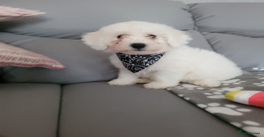 Bichon Frise dogs - Advert 7