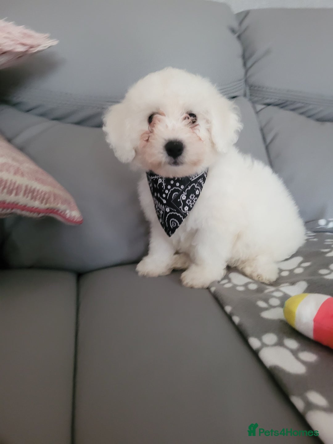 Bichon Frise dogs for sale: Last boy bichon frise pup 🩵 11 weeks old  - Image 2