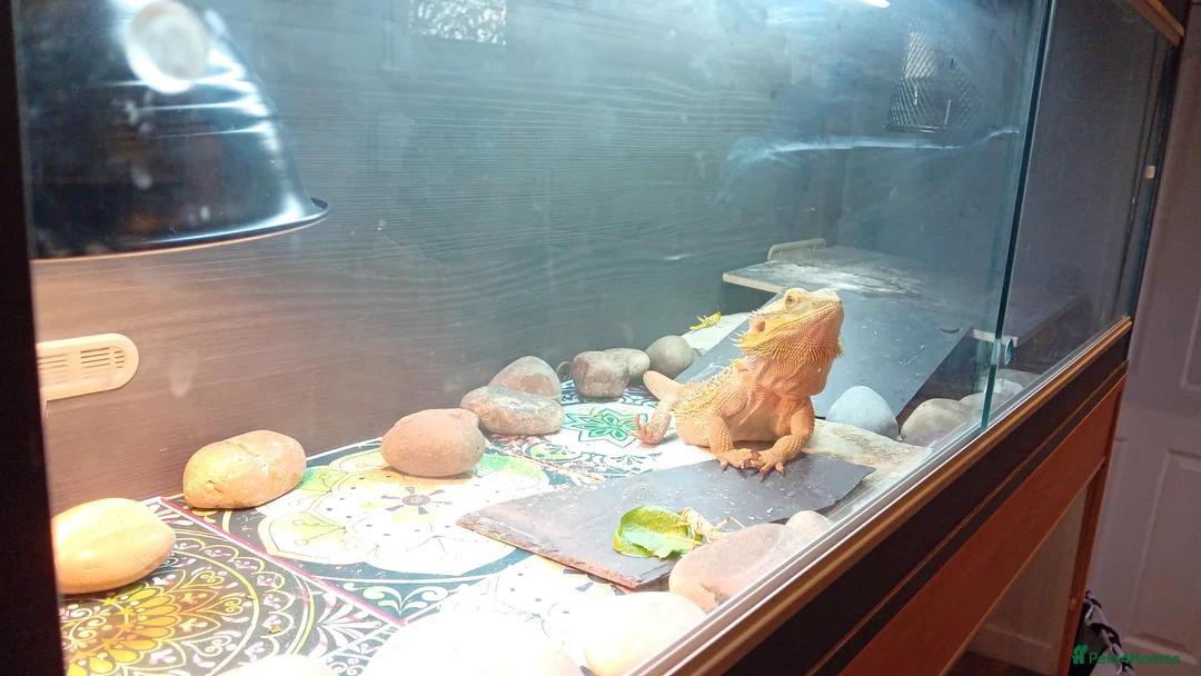 Bearded Dragon reptiles for sale: Beautiful  bearded dragon - Advert 7