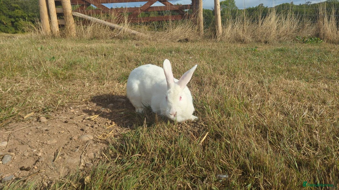 New Zealand rabbits for sale: 🐰 New Zealand White Rabbits – Friendly, Healthy🐰 - Image 21