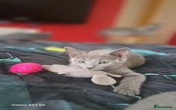 Russian Blue cats for sale: TICA Russian Blue Kittens Pedigree - Image 17