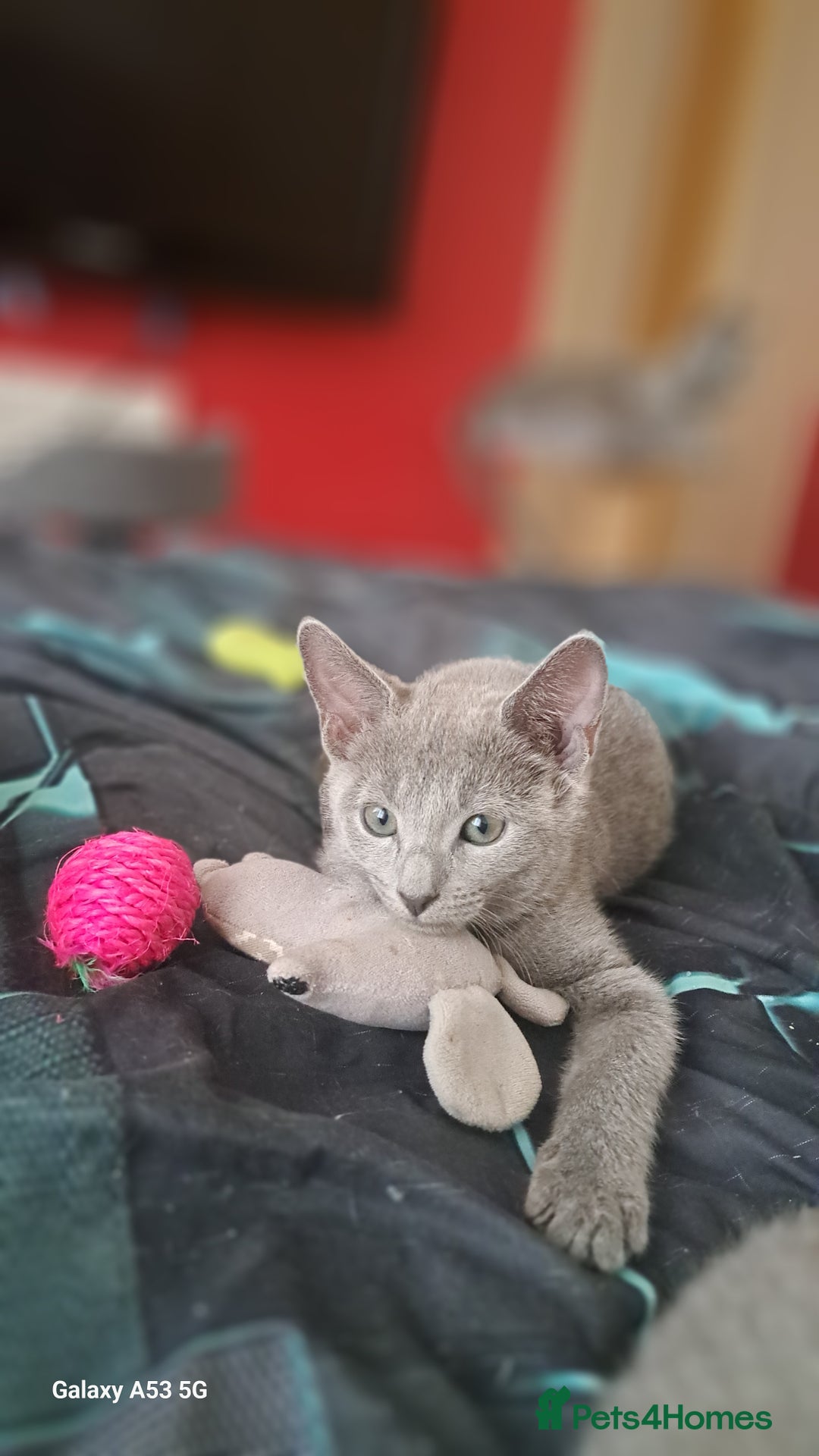 Russian Blue cats for sale: TICA Russian Blue Kittens Pedigree - Image 17