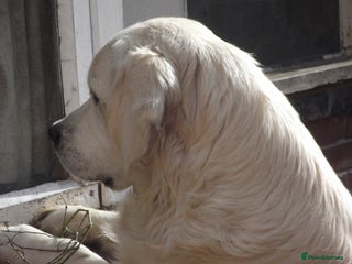 Golden Retriever dogs - Advert 23