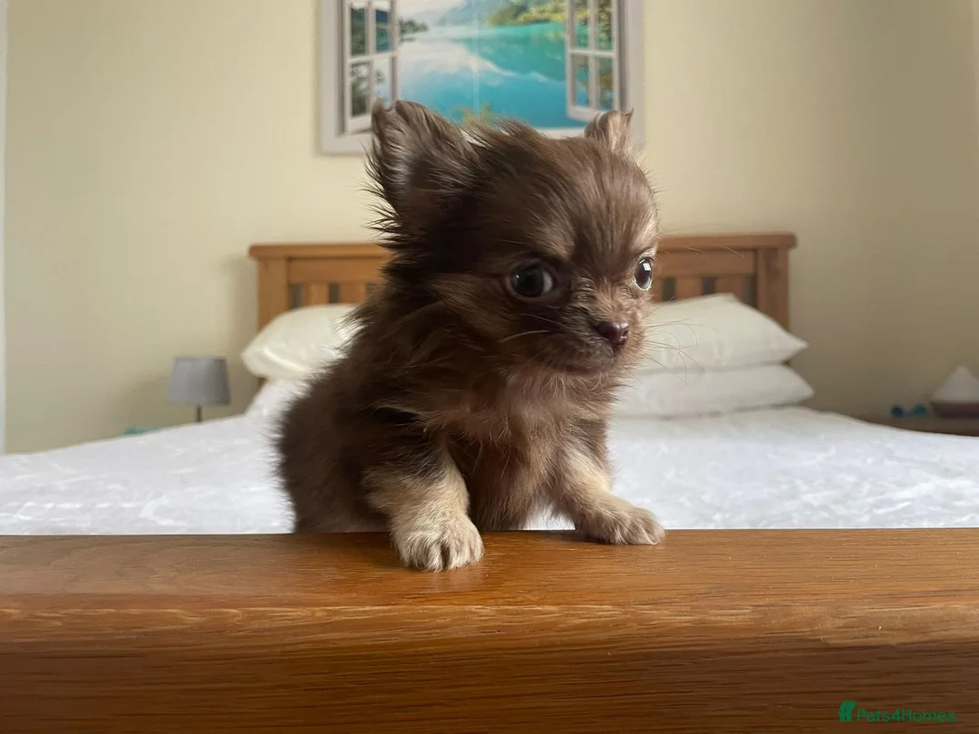 Chihuahua dogs for sale:  Tiny  Chihuahuas - Advert 1