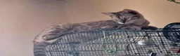 Bengal cats for sale: Mink x snow lynx bengal  - Advert 10