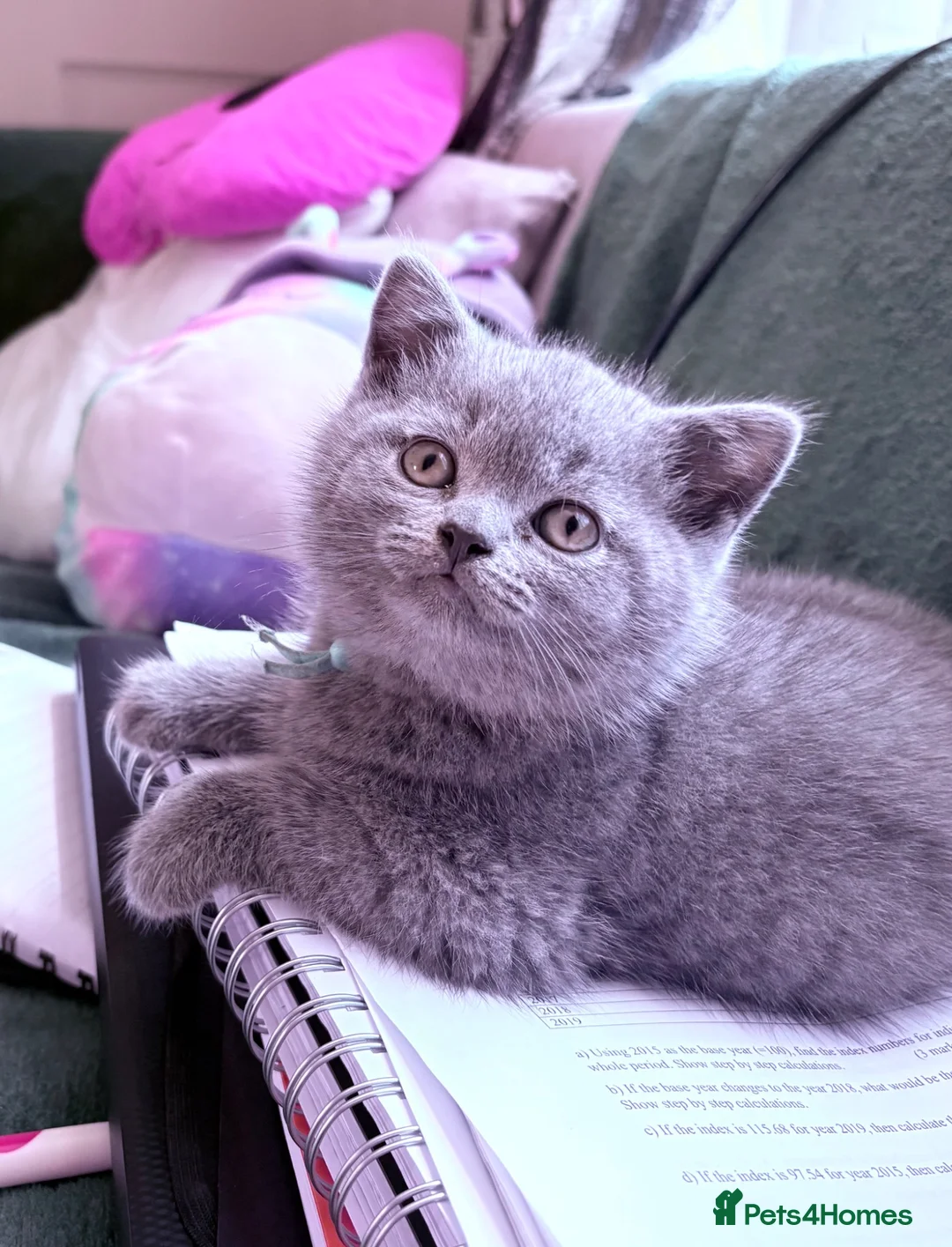 Brazilian Shorthair cats for sale: Adorable British Shorthair Kittens – - Advert 1