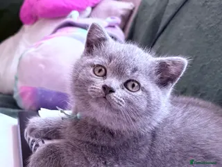 Brazilian Shorthair cats Adorable British Shorthair Kittens – - Advert 1