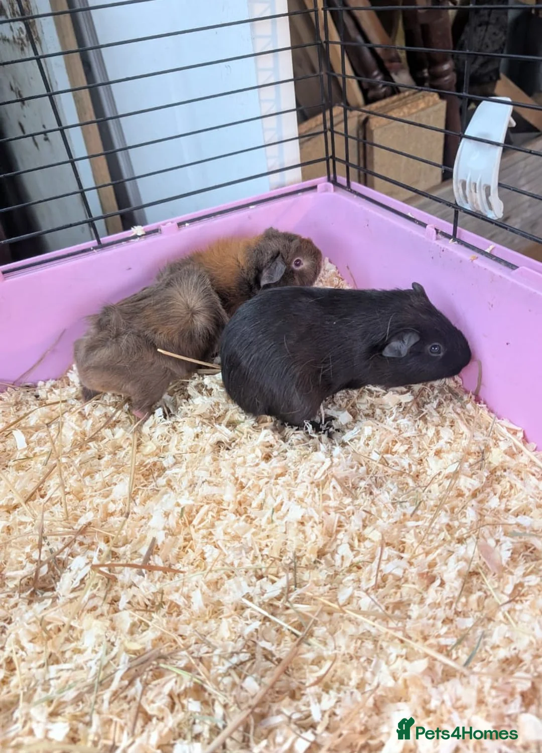 Guinea Pig rodents for sale: Lovely guinea pigs - Advert 5