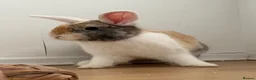 Mini Lop rabbits for sale: Mini lop mix in Runcorn - Advert 2