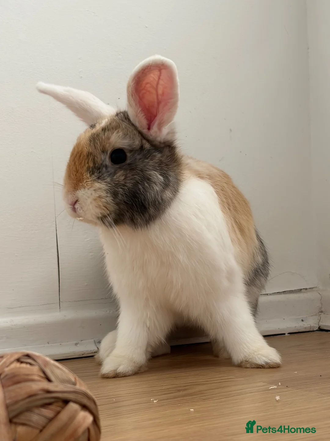 Mini Lop rabbits for sale: Mini lop mix in Runcorn - Advert 2
