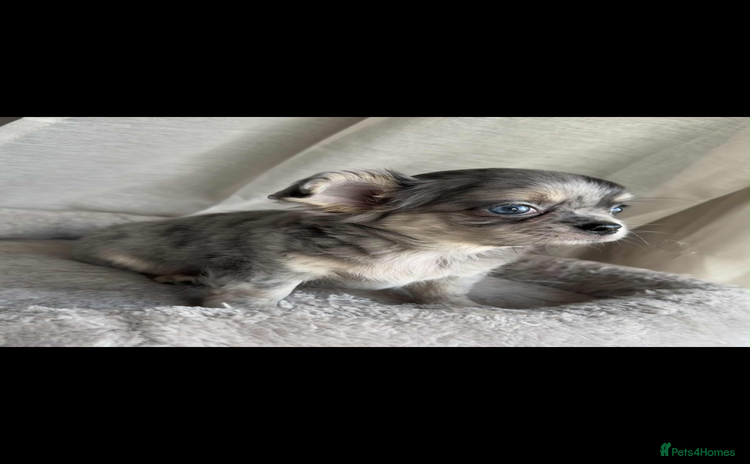 Chihuahua dogs - Advert 1