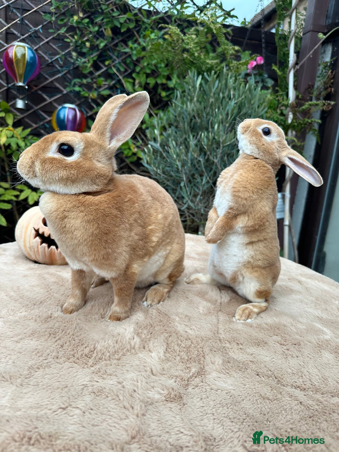Rex rabbits for sale: 2 Orange mini Rex available - Advert 5