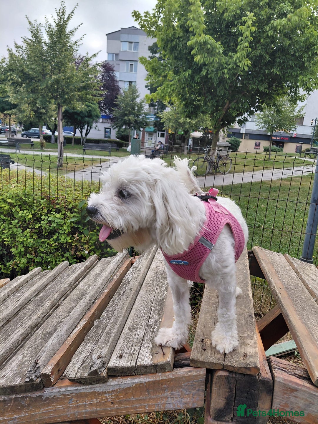 Bichon Frise dogs for adoption: ROMINA - a Beautiful Bichon Girl for a Loving Home - Image 6
