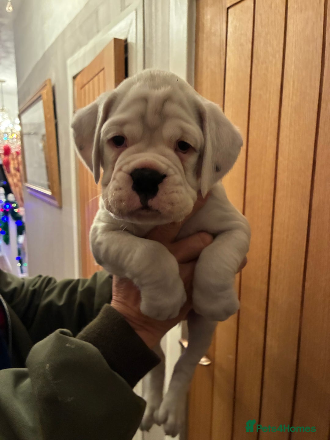 Boxer dogs for sale: Beautiful white Boxer puppies - Advert 3