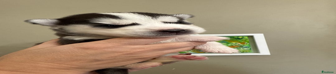 Siberian Husky Puppy 6