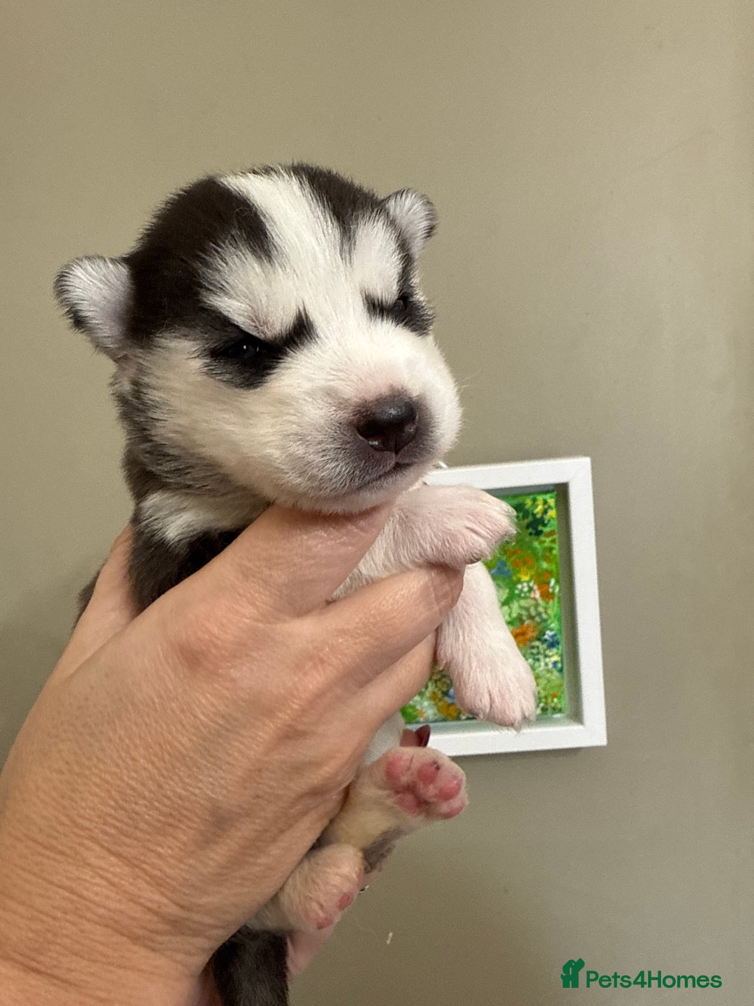 Siberian Husky dogs for sale: SIBERIAN HUSKY  - Image 10