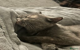 British Shorthair cats for sale: Black British Shorthair-Persian-cross - Image 7