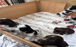 Sprocker dogs for sale: Beautiful sprockers for sale - Image 7