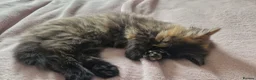 Maine Coon cats for sale: Five kittens looking for forever home.  - Advert 7