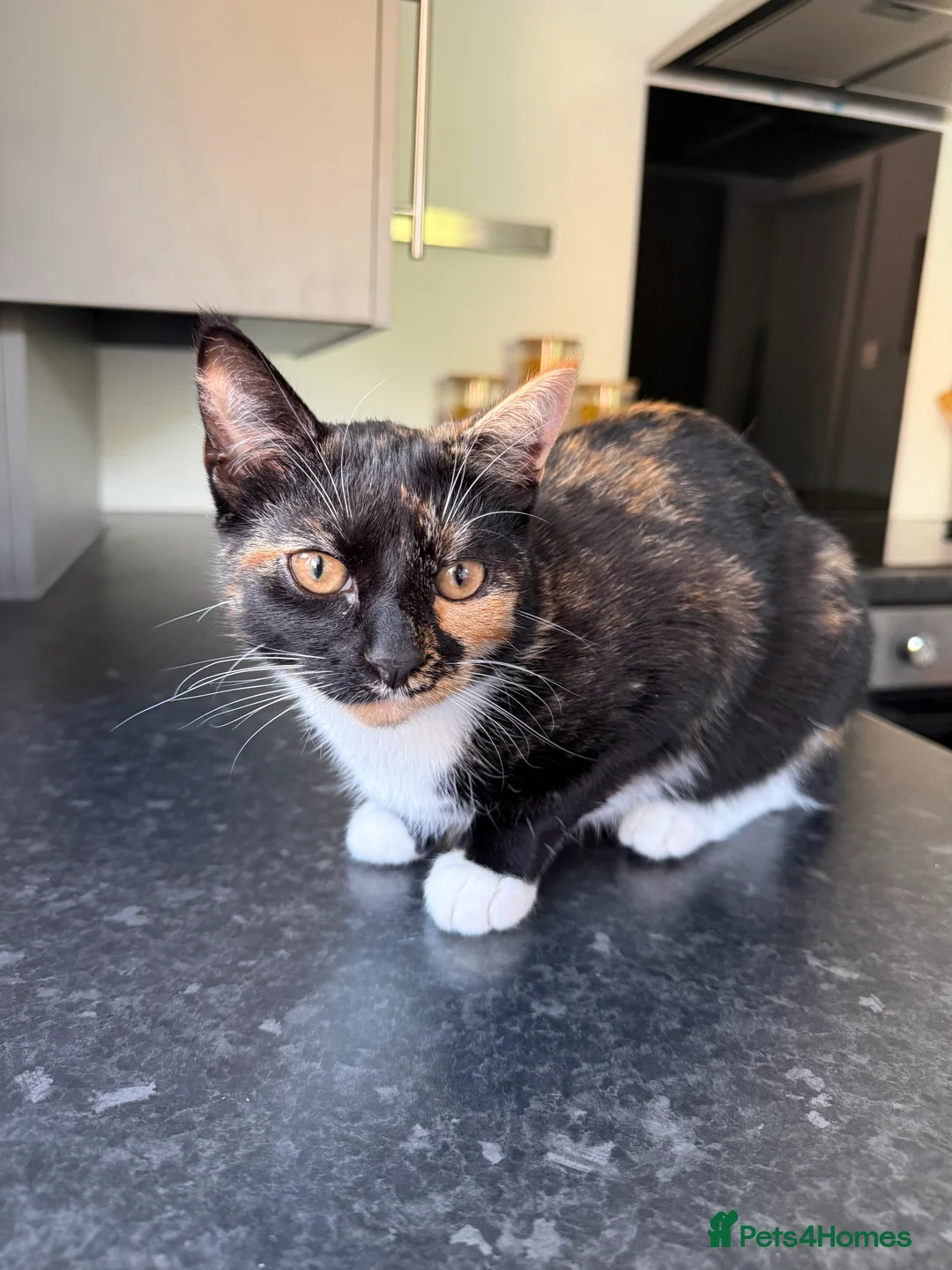 Mixed Breed cats for sale: 2 kittens for sale male with blue eyes and female - Advert 2