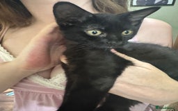 Domestic Shorthair cats for sale: ONE BLACK FEMALE LEFT (urgent sale needed) in Norwich - Image 1