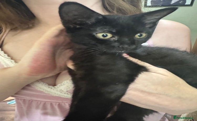 Domestic Shorthair cats in Norwich - Advert 18