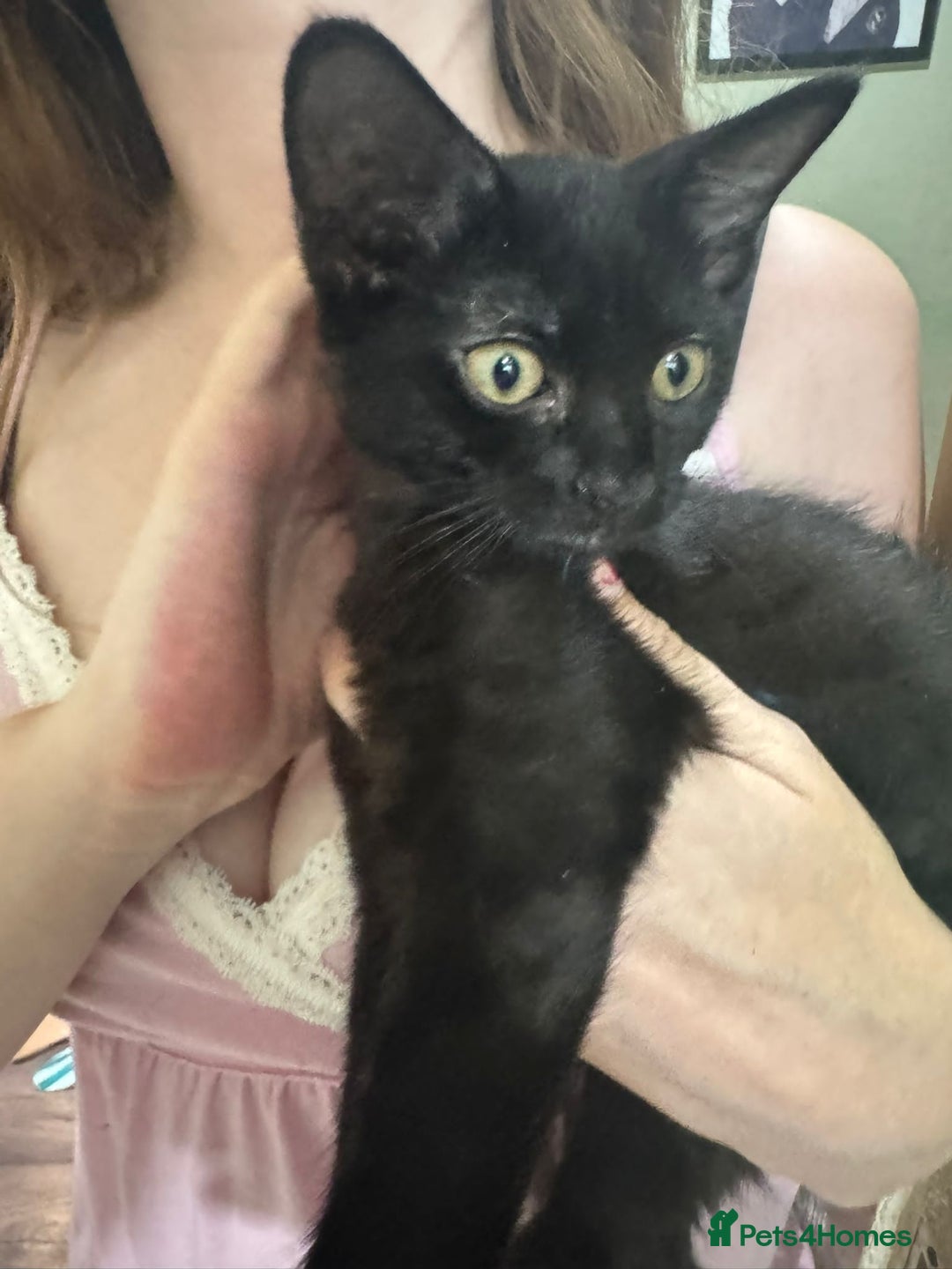 Domestic Shorthair cats for sale: ONE BLACK FEMALE LEFT (urgent sale needed) in Norwich - Image 1