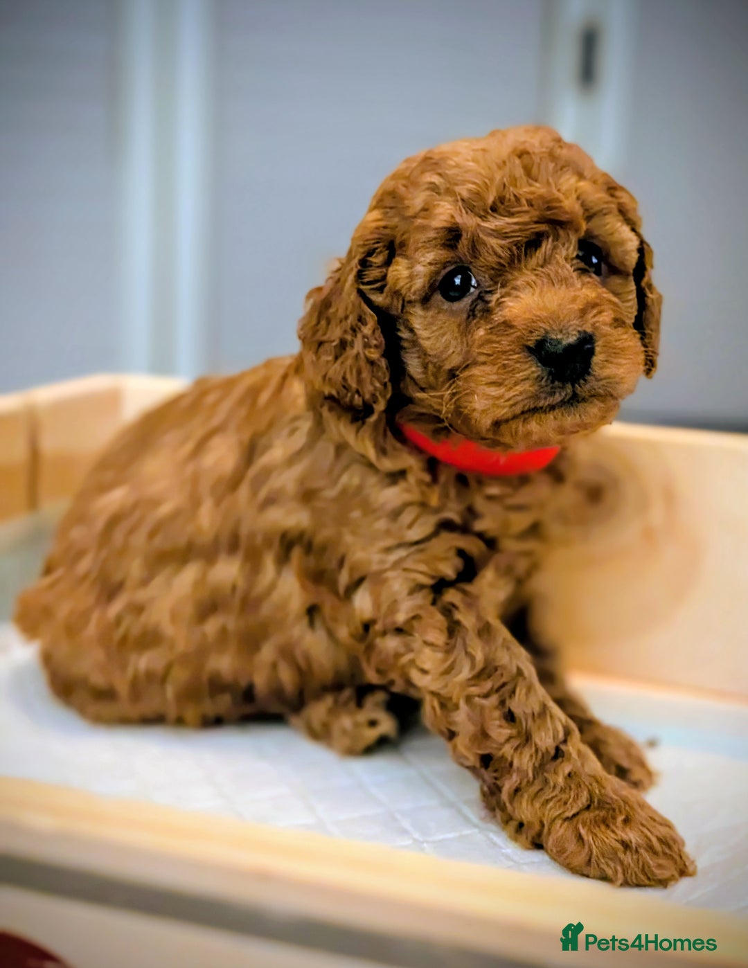 Cockapoo dogs for sale: F2 Cockerpoos Ready for their new homes. - Advert 32